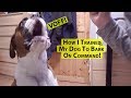How I Trained My Dog To Bark On Command!