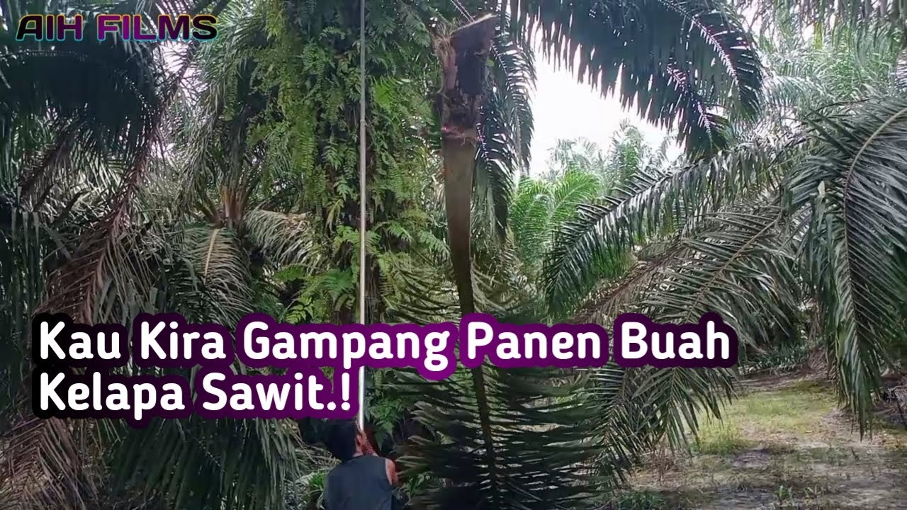 Penen Buah Kelapa Sawit Rendah Malaysia Sarawak Youtube