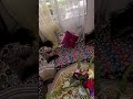 ياليل طول اولا تطول اغنية المرحوم محمود الإدريسي أداء الناظم صباح 🎸🎷🎻🪘