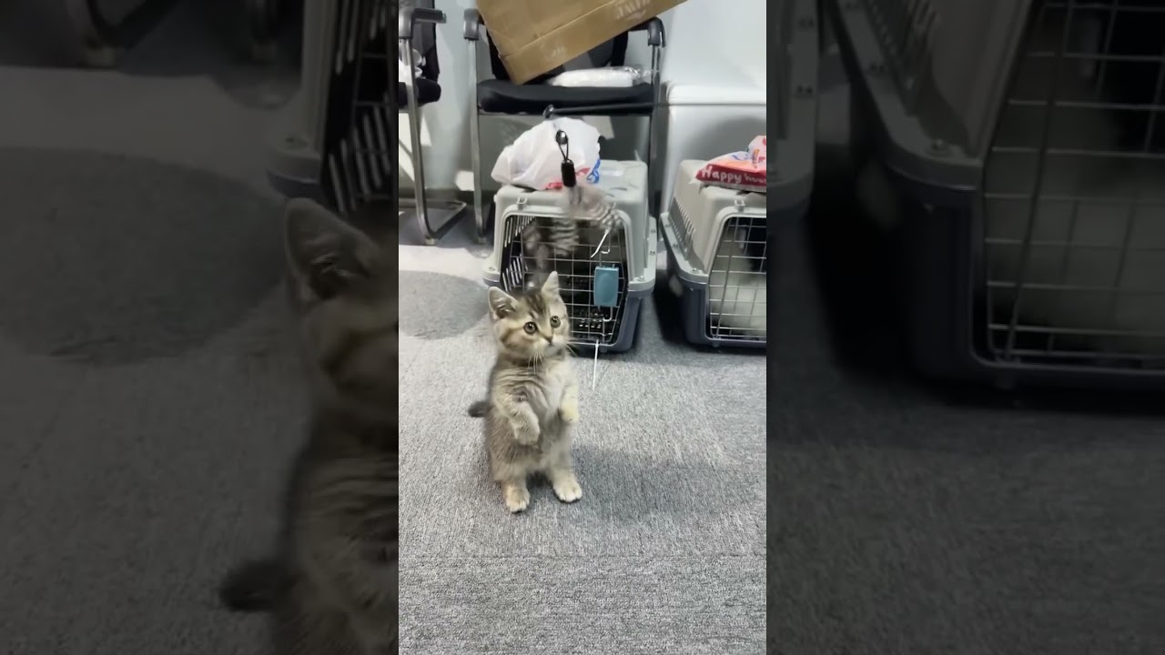 Stand up up up up 😸😻 cute dwarf cat 😹 