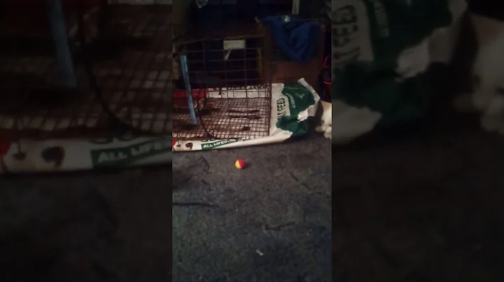 A very playful kitten