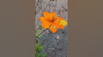 Thumbnail of Peace 🍃😌 #nature #tranding #short #video #song #love #peaceful #song #viral  🎶🍃