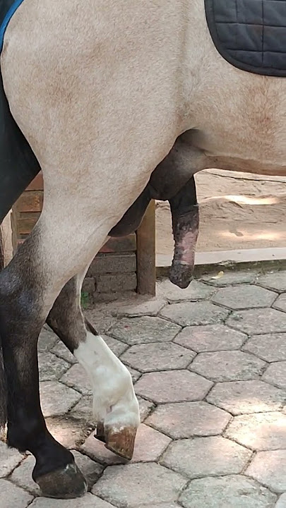 diluar nalar, kuda ini punya 5 kaki!! 😱😱 #shorts #video #viral