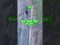 Fearless Descent: Man Climbs Down a Steep Cliff Without Gear!"