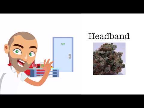 Βίντεο: Είναι το headband indica ή sativa;