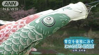 薫風受け　山間を優雅に泳ぐ“鯉”450匹　山梨(15/05/04)