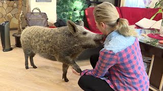 Её вес – 70 кило! В доме у белорусов живёт свинья мясной породы!