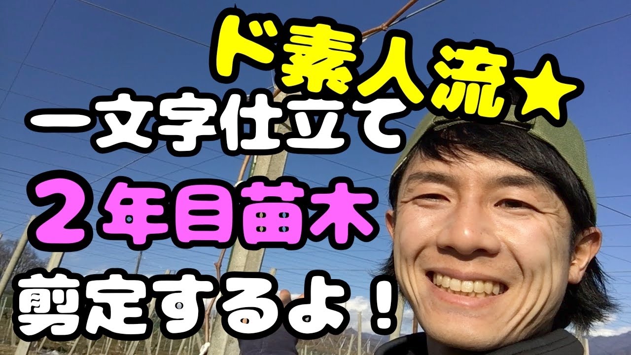 素人 流 ぶどう2年目苗木の育て方|生育状況で分けて剪定します - YouTube