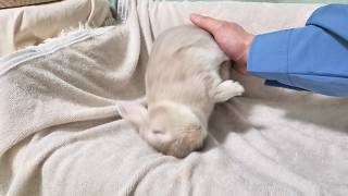 うさぎさんをマッサージしてたらひっくり返った