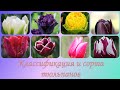 Тюльпаны 🌷. Классификация тюльпанов. Сорта тюльпанов.