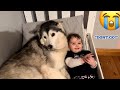 Adorable Baby Asking Her Husky Not To Leave!😭💔. [CUTEST VIDEO EVER!!!!!]