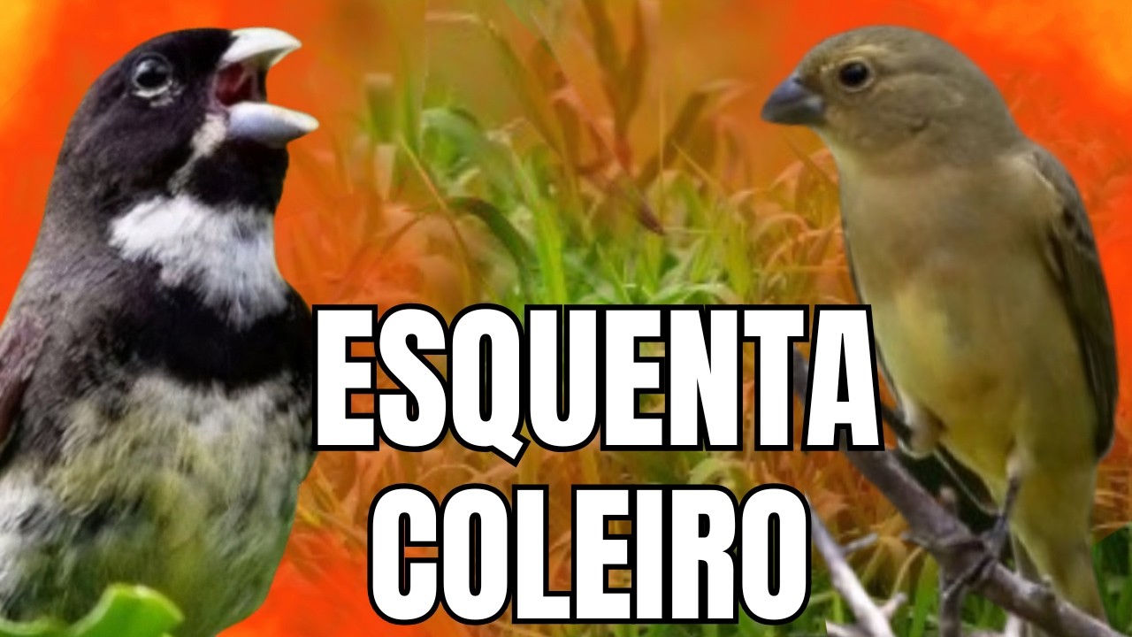 ESQUENTAR COLEIRO TUI TUI COM FÊMEA CHAMANDO E COLEIRO TUI TUI PARA ESQUENTAR COLEIRO TUI TUI
