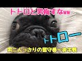 男二人っきり後半戦！トトロと男梅いっぱい出るよ？【顔ものまね犬】