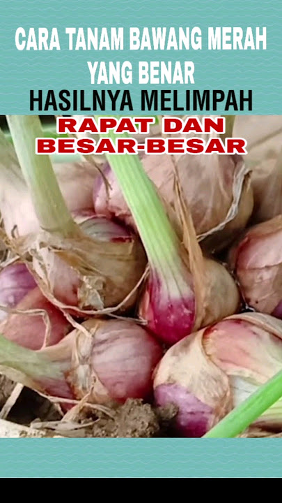 CARA MUDAH MENANAM BAWANG MERAH DI POLYBAG #pertanian