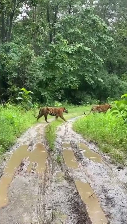 lagi viral!!! daerah jampang guys, hewan yang hampir punah, masih terlihat nampak..
