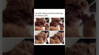 #funny #memes #cat #food