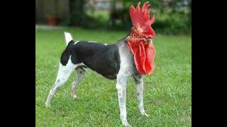 Dog and Hen Funny Videos Compilation video | Cute Dog and Hen by Funny Animals Compilation 24 views 2 years ago 1 minute, 33 seconds