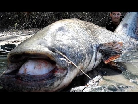 Video: Koje vrste ribe su u jezeru Shabbona?