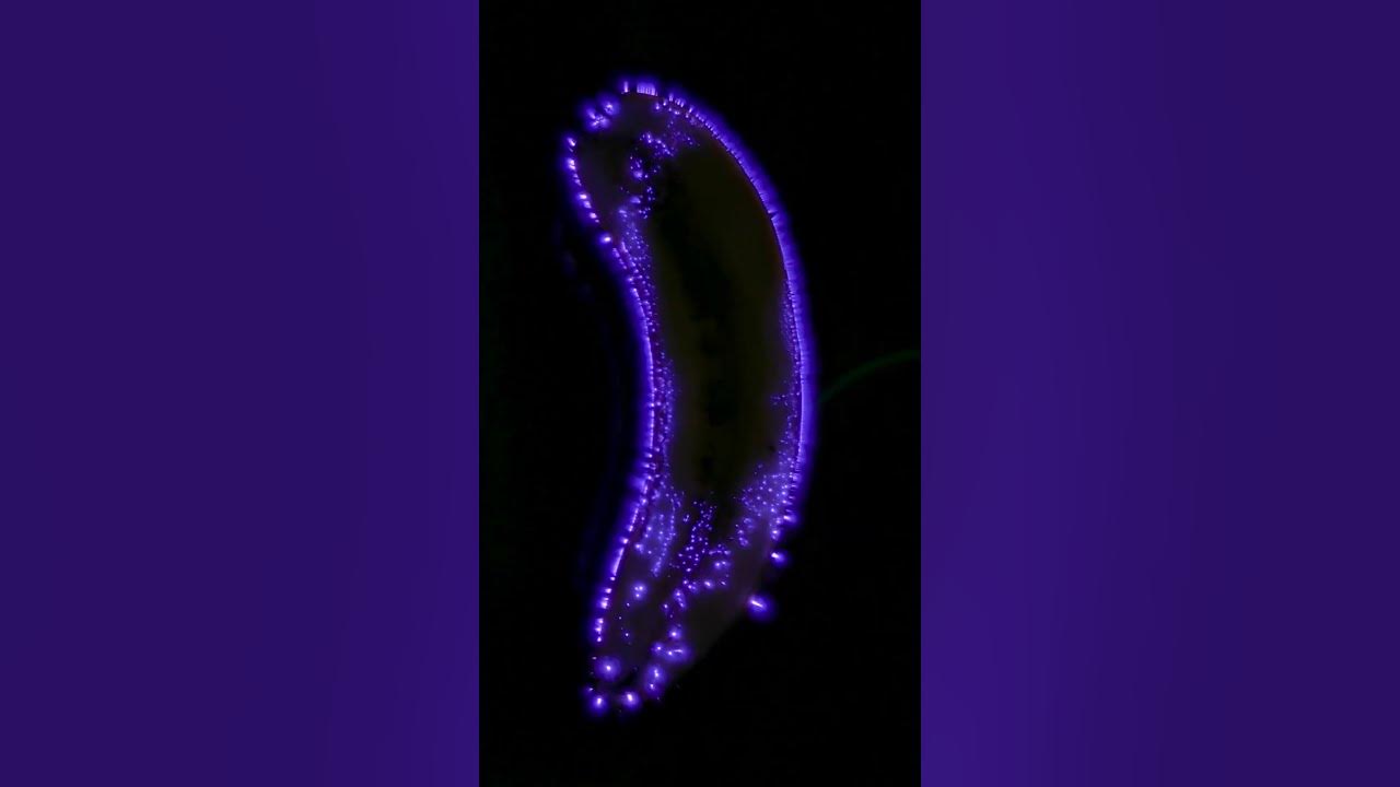 Эффект Кирлиана - YouTube