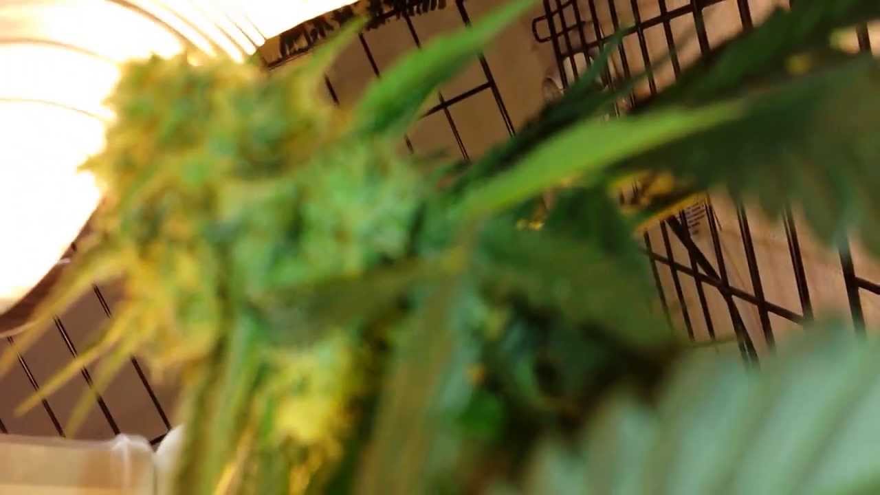 Snowcap mini indoor CFL Cannabis grow Update 9