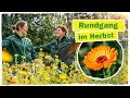 GARTENRUNDGANG IM HERBST: Das kannst du für Nützlinge im Winter tun! 🧐