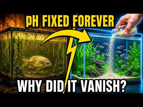 This $3 Stone BALANCES Any Aquarium pH Forever — Why Pet Stores Made This Vanish in 1978