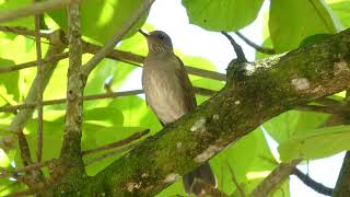 Pale-Breasted Thrush (Turdus leucomelas), French Guiana