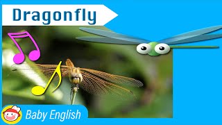 Dragonfly | Awesome Animals | Music for Kids