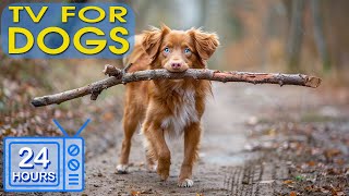 Dog Music - Soothe Dog's Anxiety: Anti Anxiety and Boredom Busting Videos with Music for Dogs #2