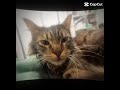 I love my animals and I care about you too thank you for watching. God loves you. 