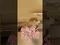 プーチン大統領に寄り添い続けた秋田犬ゆめの忠誠心に感動 #秋田犬 #プーチン #ロシア #犬 #海外の反応