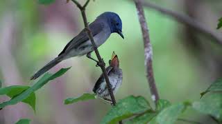 阿宏的鳥事件..................黑枕藍鶲