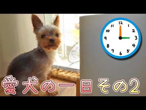 【ヨークシャテリア】とあるヨークシャテリアの一日 その②【Yorkshire Terrier】