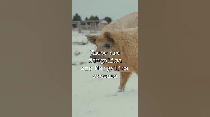 Can you farrow your pigs in the winter? #homesteading #homestead #shorts