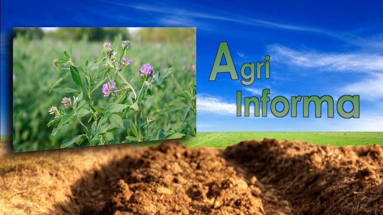 Agri Informa 21/2019  Semina erba medica su sodo