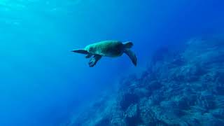 Ocean Turtle scoba dive