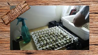 How and When You Should Candle Your Quail Eggs