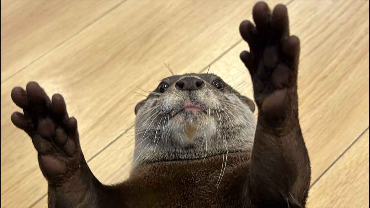 カワウソ6つ子ライブ🦦🦦🦦🦦🦦🦦 - YouTube