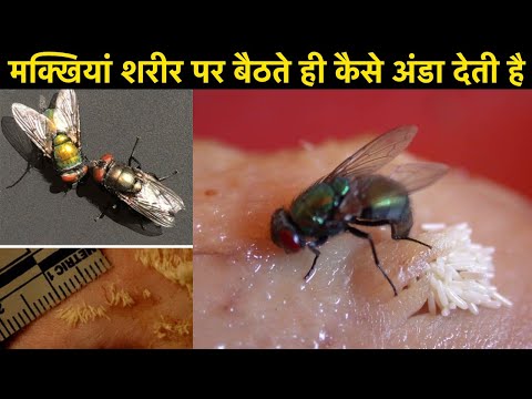 वीडियो: डंठल आंखों वाली मक्खी कितनी बड़ी होती है?
