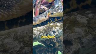 Snake Kisses! #cobra