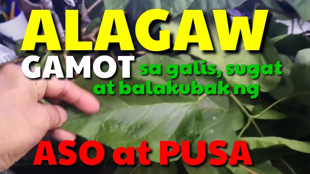 ANONG HERBAL NA DAHON PANTANGGAL SA GALIS AT BALAKUBAK NG ASO I DA