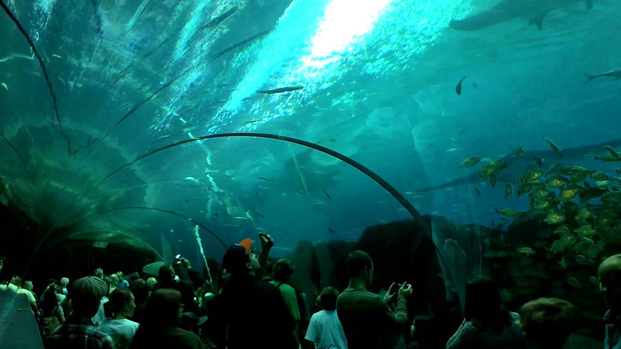 Aquarium Atlanta (USA) tunel YouTube