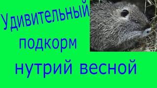 Удивительный подкорм нутрий весной Удивительный подкорм нутрий весной