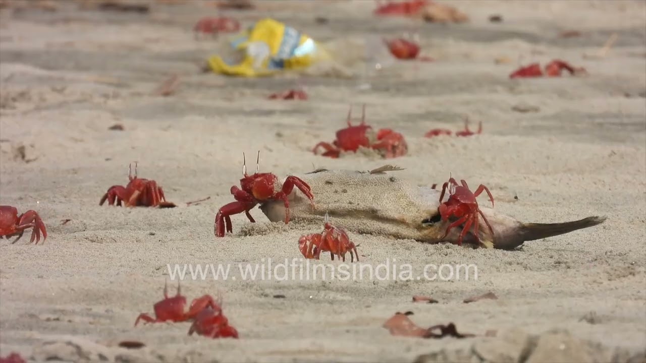 Red crabs blanket Bakkhali beach amid sand and debris