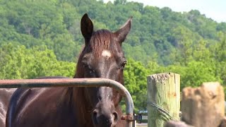 Nonprofit Healing Heroes Through Horses