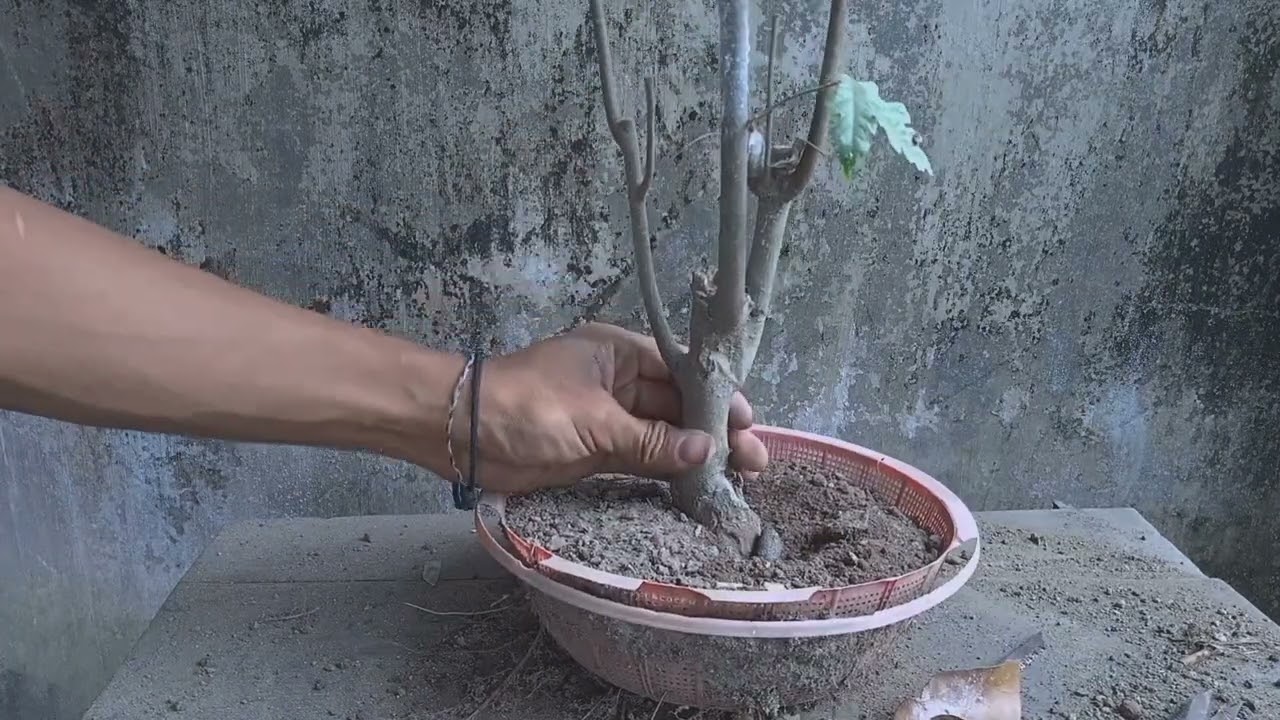 lanjutan seleksi batang ,akar bahan bonsai amplas hitam (ficus rampelas)