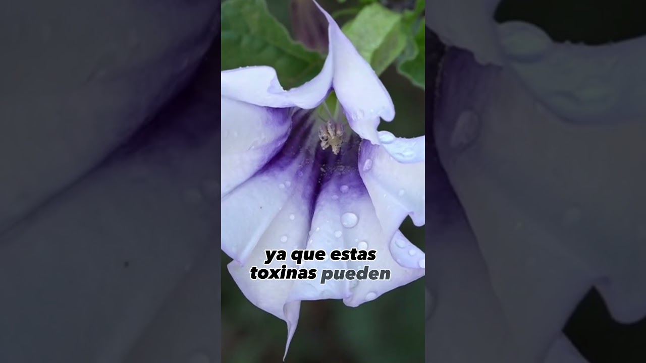 Top 10 de Plantas Mortales: Descubre al Estramonio N° 9