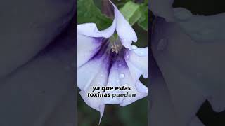 Top 10 Deadly Plants: Discover Jimson Weed No. 9 Top 10 Deadly Plants: Discover Jimson Weed No. 9