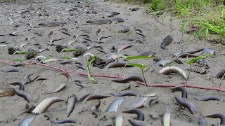 Amazing Fishing Exciting 2022 - Catching Catfish When Little Water / Unique Fishing Style