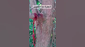 شجرة دم الاخوين 